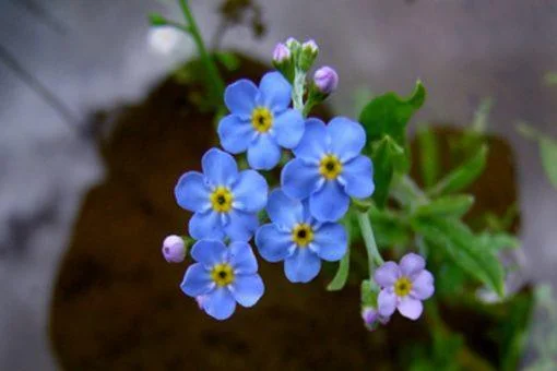 Beautiful sky blue 5 petaled flowers turning to yellow and black centres.