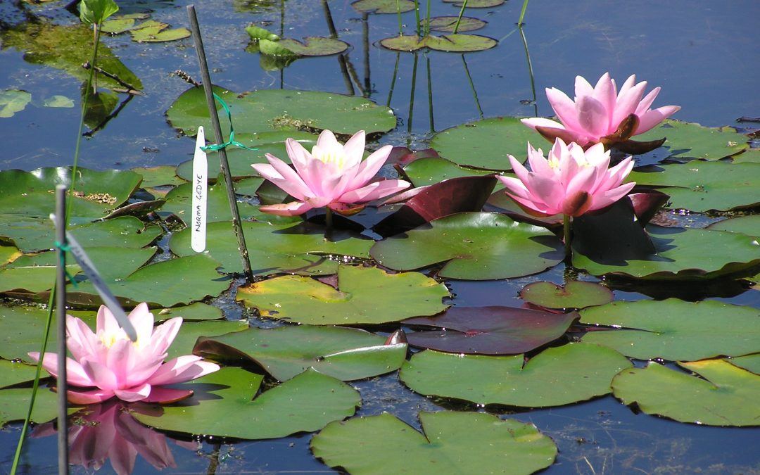 Are Water Lilies Difficult to Grow? Merebrook Pond Plants