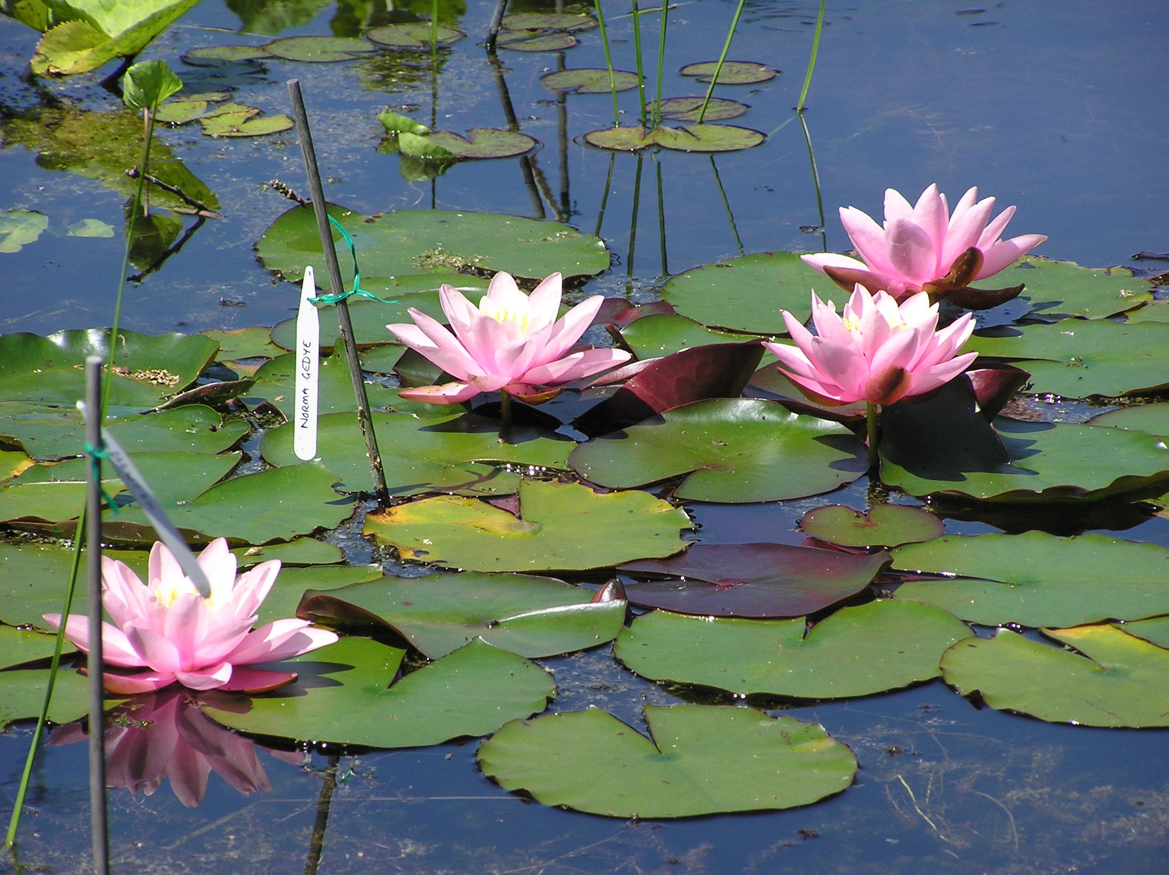 How to Water Lillies 