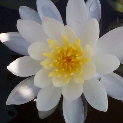 Oderata Alba