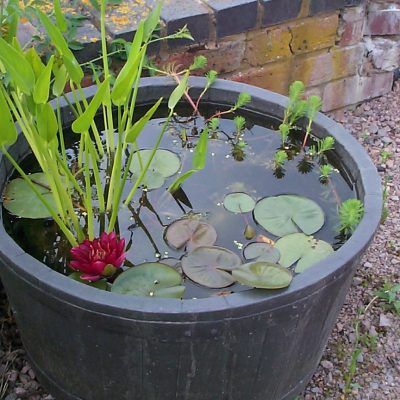 Mini pond starter pack