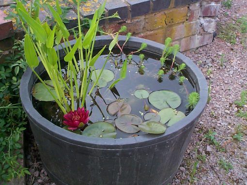 Mini pond starter pack