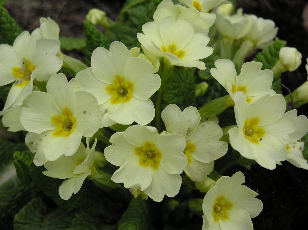 Primrose {primula vulgaris} Merebrook Pond Plants