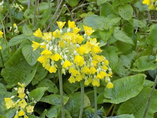 Primula florindae  Himalayan cowslip