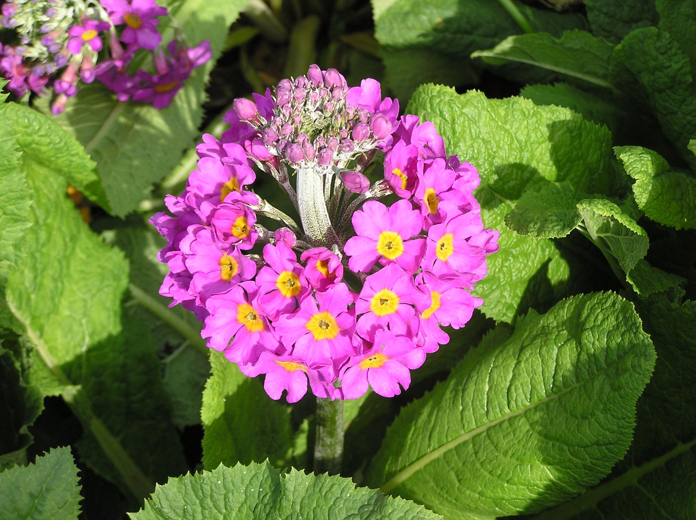 Primula beesiana