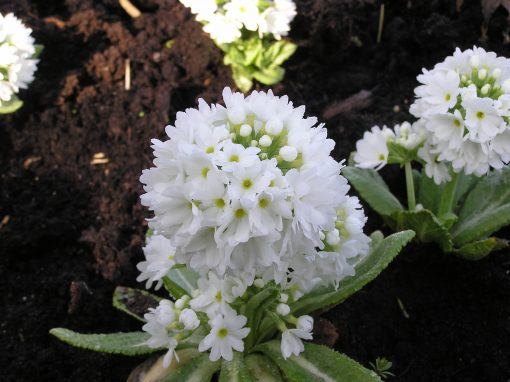 Primula denticulata Alba
