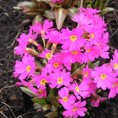 Primula rosea
