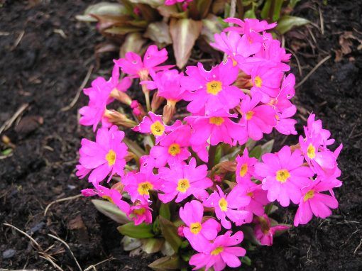 Primula rosea