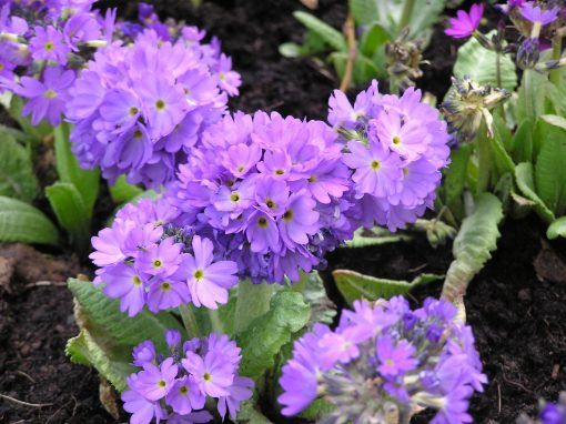 Primula denticulata  Lilac - Image 2