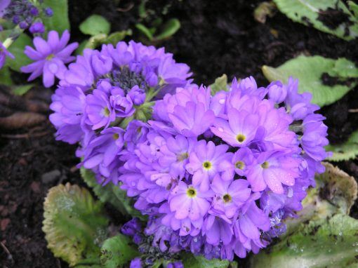 Primula denticulata  Lilac
