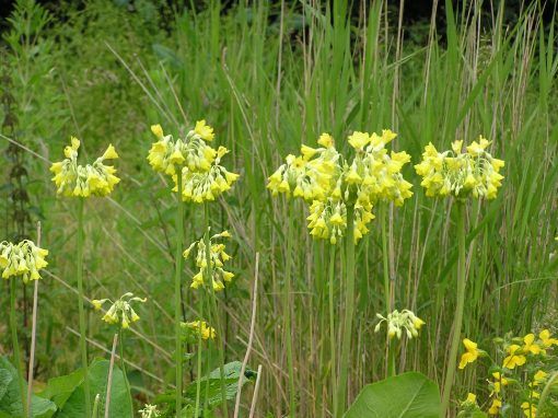 Primula florindae  Himalayan cowslip - Image 2