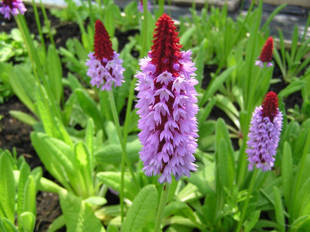 Primula vialii - Merebrook Pond Plants