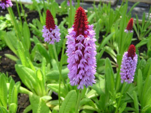 Primula vialii