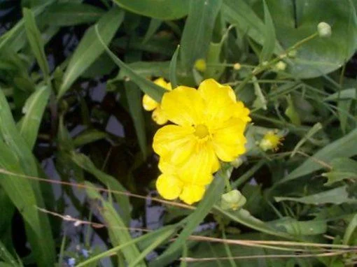 Ranunculus linguana grandiflora