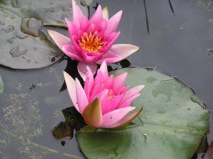 René Gérard water lilies in the rain from Merebrook Pondplants