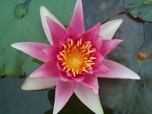 Rene Gerrard Water lily from Merebrook Pondplants