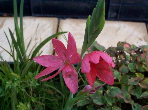 Hesperantha coccinea - Image 2