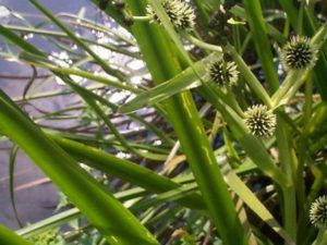 Spikey burr reed