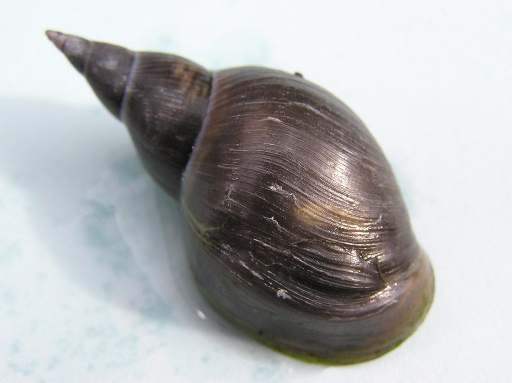 Stag snails Merebrook Pond Plants