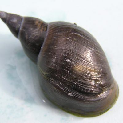 Stag snails