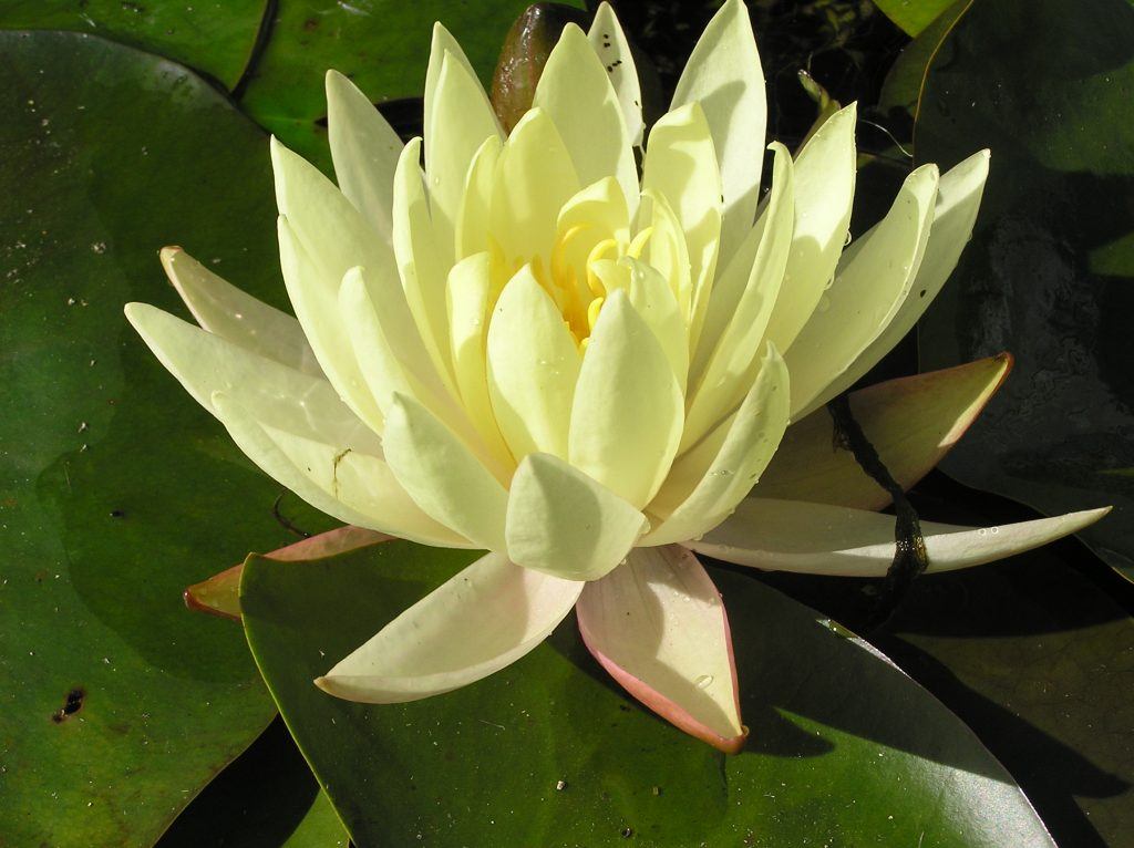 Texas Dawn Merebrook Pond Plants