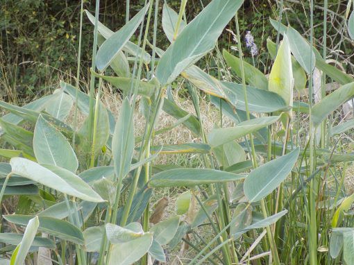 Thalia dealbata - Image 3