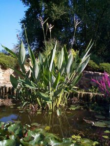 Imposing and impressive sword shaped leaves and flower spikes