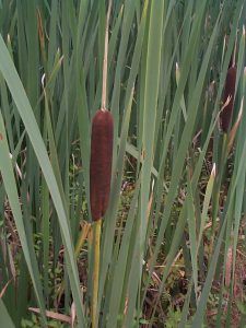 Reedmace in amongs leaves