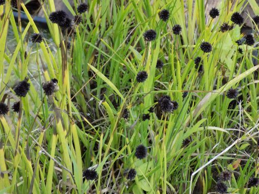 Juncus ensip[holius