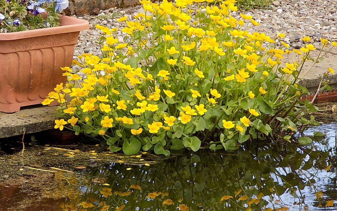 Caltha palustris from Merebrook Pondplants