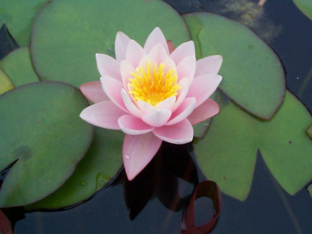 Are Water Lilies Difficult To Grow Merebrook Pond Plants