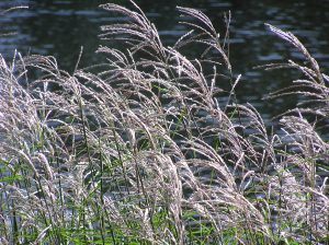 Reed grass