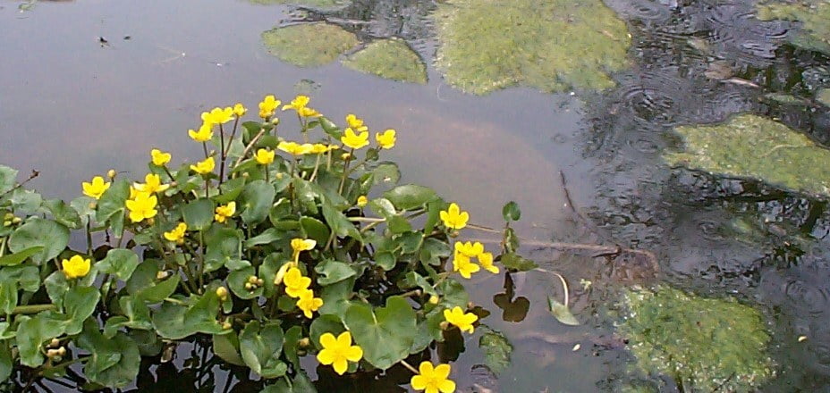 Caltha palustris surrounded by blanket weed