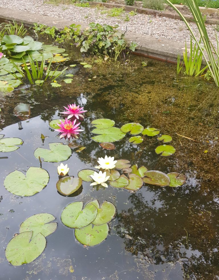 Are Water Lilies Difficult to Grow? Merebrook Pond Plants
