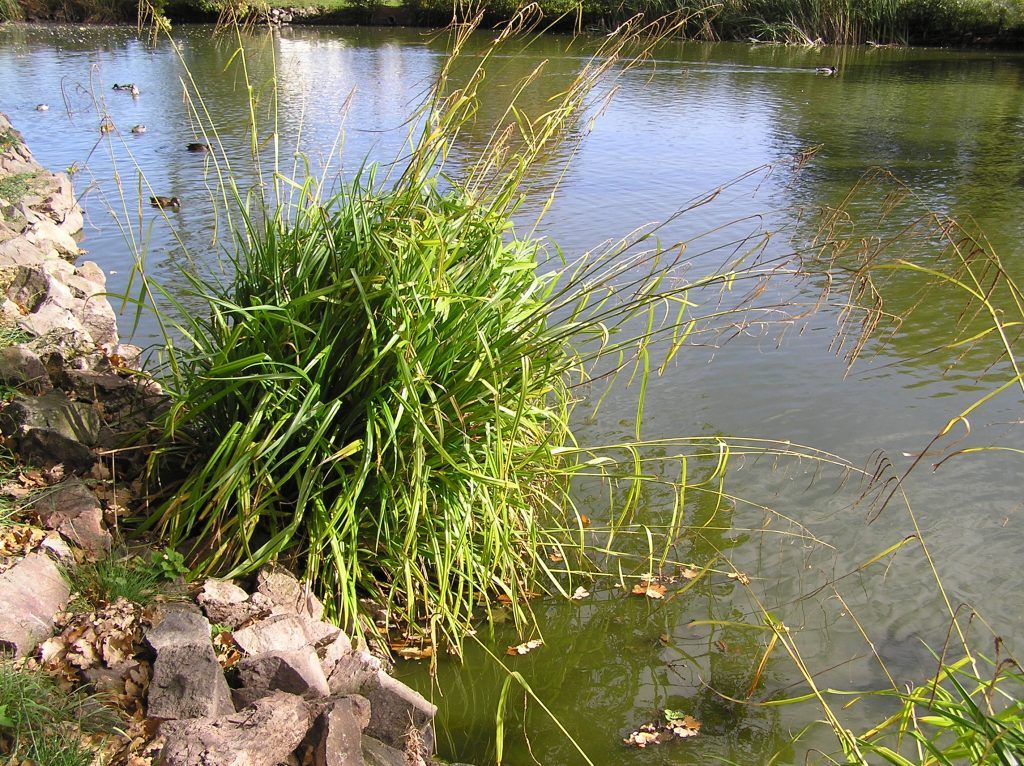 How do I make a wildlife pond? Merebrook Pond Plants