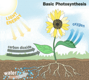 Basic photosynthesis of a water plants