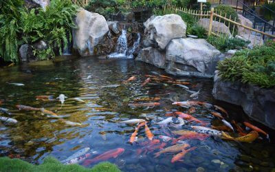 What plants can I put in my Koi pond?