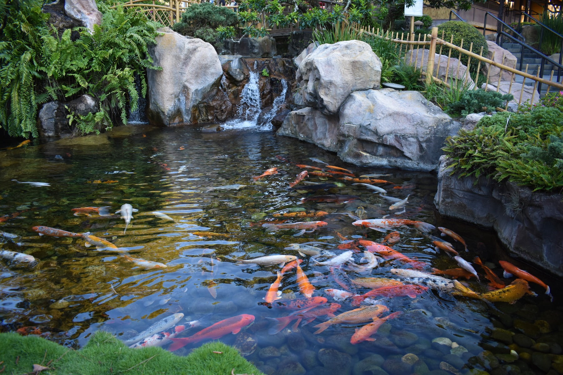 What Plants Can I Put In My Koi Pond Merebrook Pond Plants