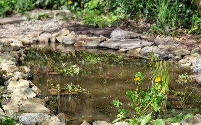 How to build a wildlife pond everyone will love