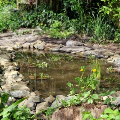 Wildlife and Nature pond plant pack
