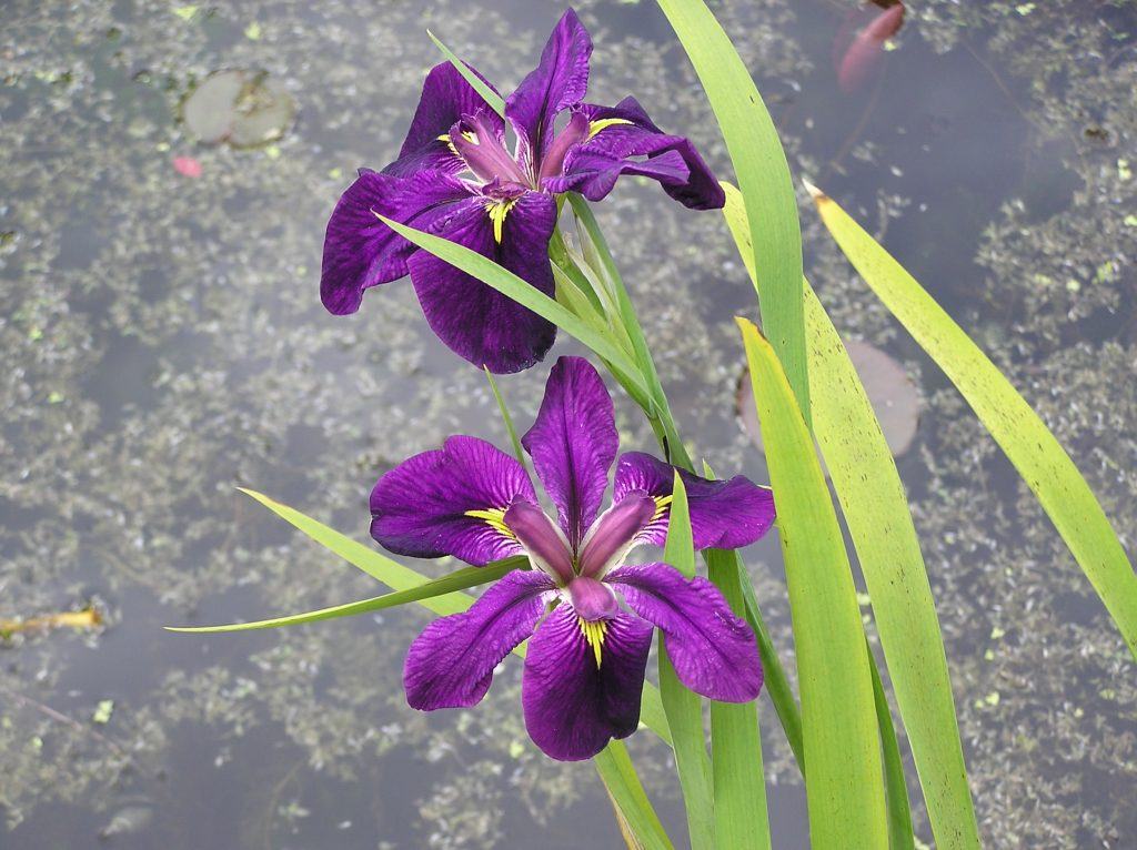Iris Louisiana pot luck Merebrook Pond Plants