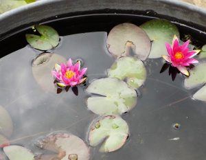 Pygmy Rubra Water Lily from Merebrook Pondplants