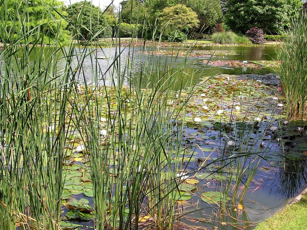 How many plants do I need for planting my pond