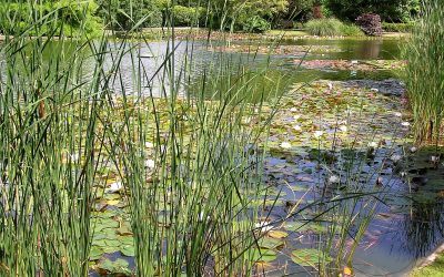 How many plants do I need for planting my pond?