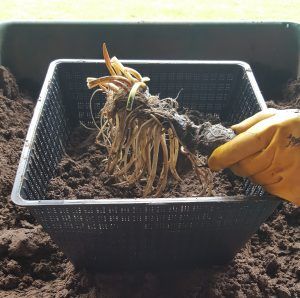 Picture shows a hand planting a water lily rhizome into a basket of soil.