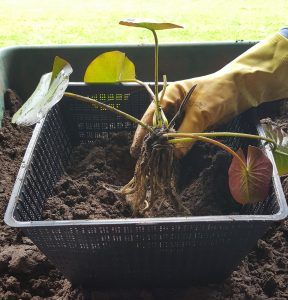 Image shows a hand planting a water lily rhizome into a crate filled with soil.