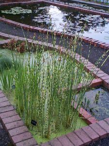 Merebrook pondplants explain how to stop Silkweed/Blanket Weed taking over even the smallest pond if the balance isn't right