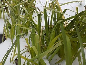 Louisiana Iris in Merebrook Pondplants gardens March 2018