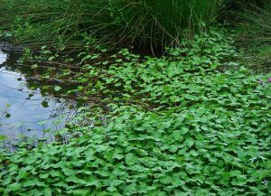A mass of green leaves creep across a pond