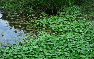 Invaders to avoid – Banned invasive plants